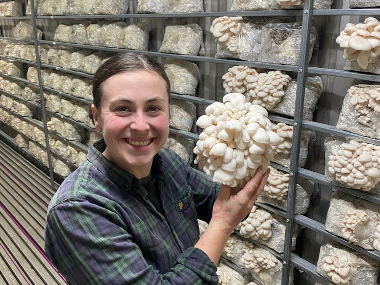 Oyster mushrooms are grown indoors under controlled conditions.