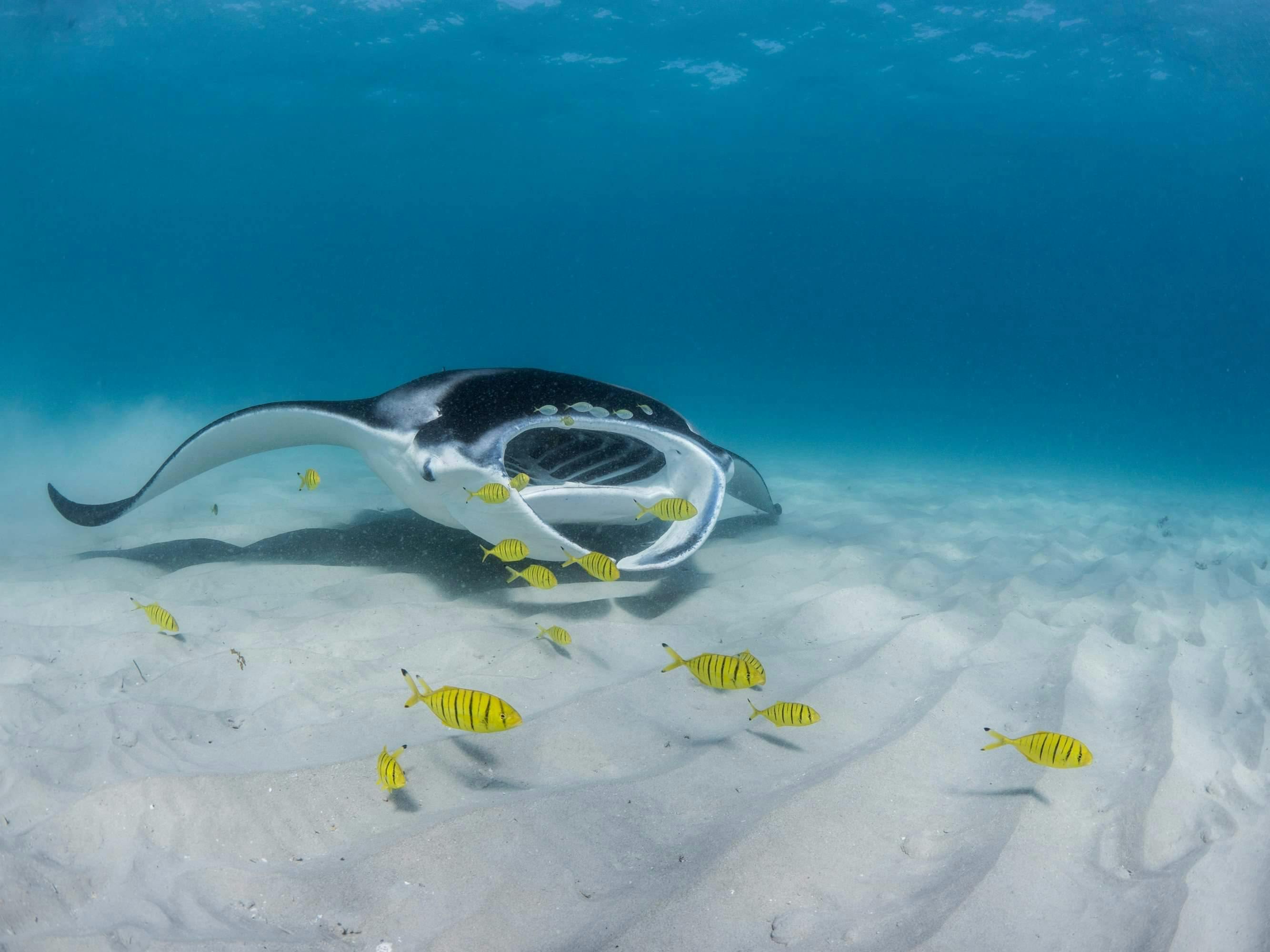 Ningaloo Reef Dive and Snorkel, Coral Bay, Western Australia