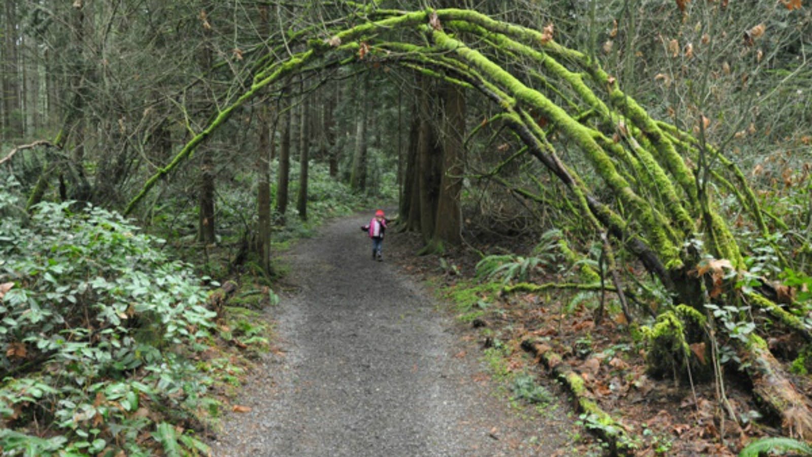 Bridle Trail