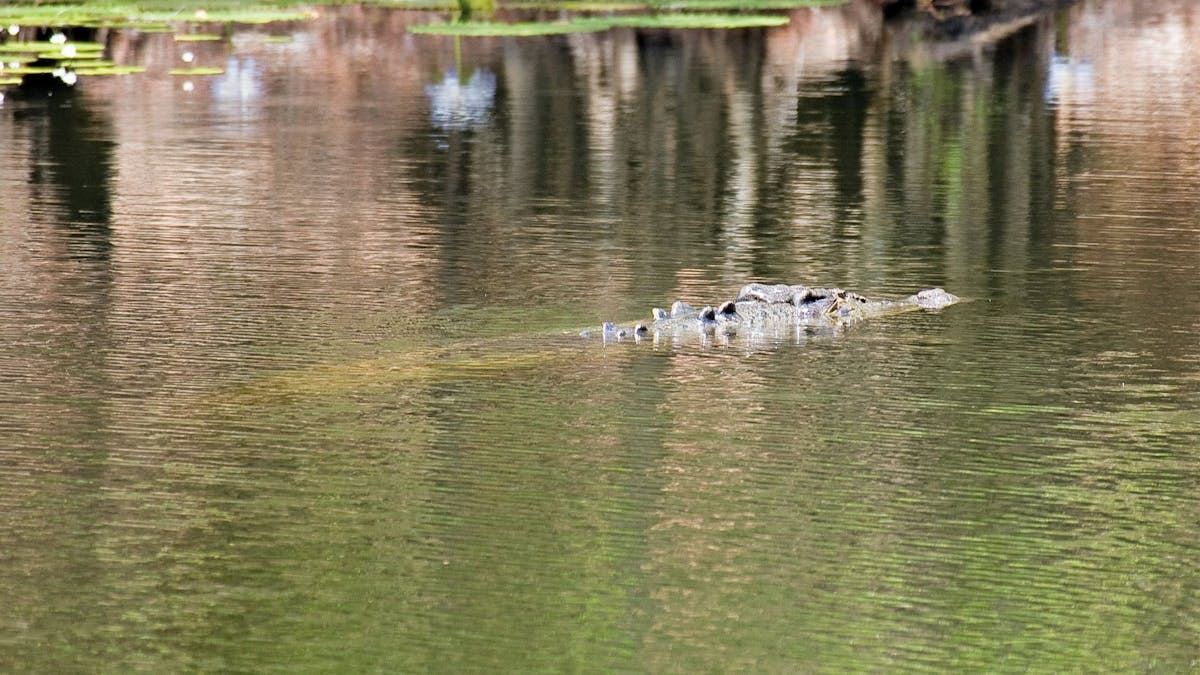 Estuarine crocodile in the water.