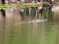 Estuarine crocodile in the water.