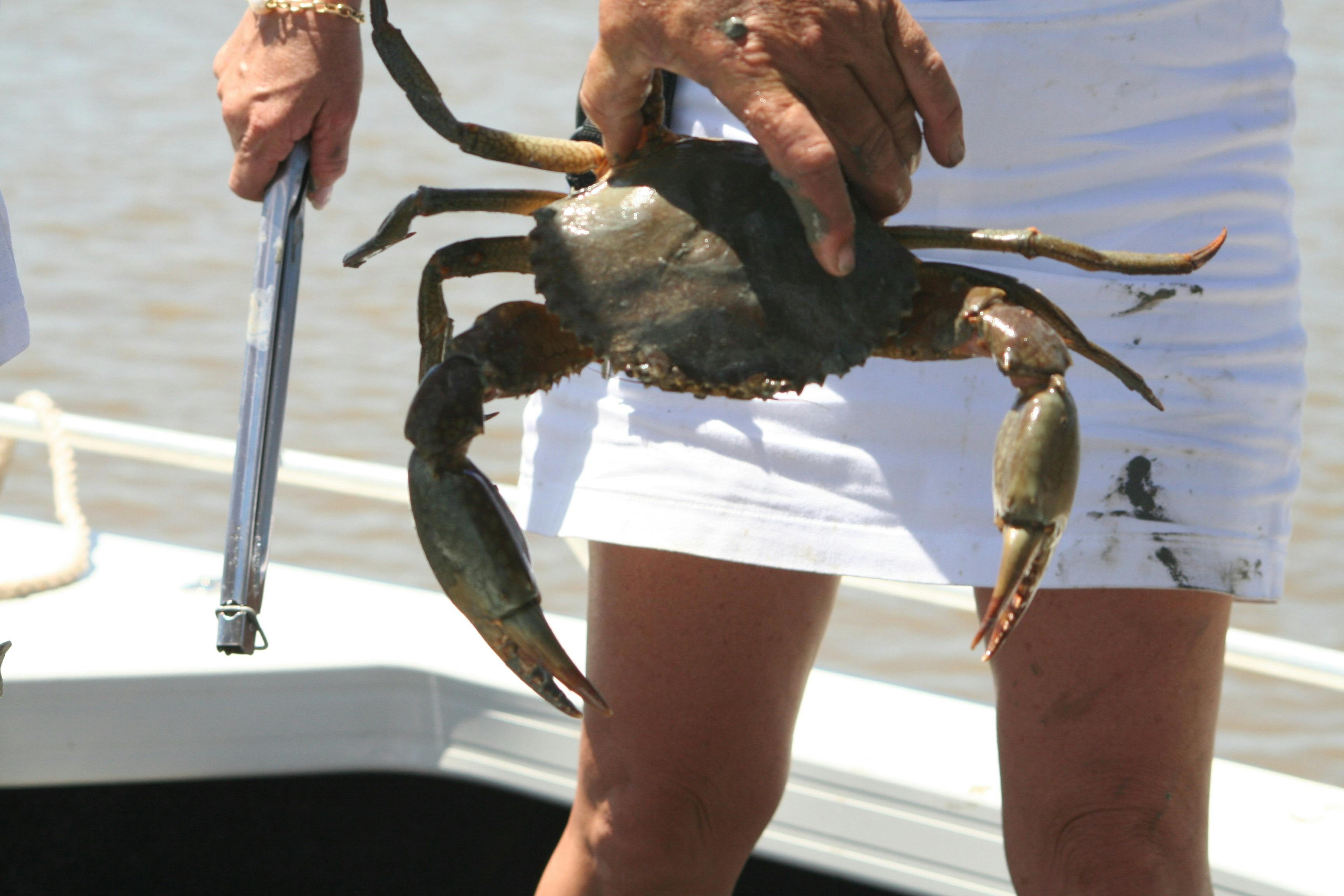 Crab caught off Dundee Beach
