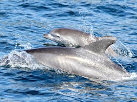 Bottlenose Dolphins, Merimbula 2016