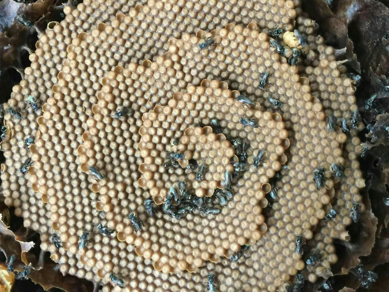 Bee Curious – Ipswich Native Bee Workshops