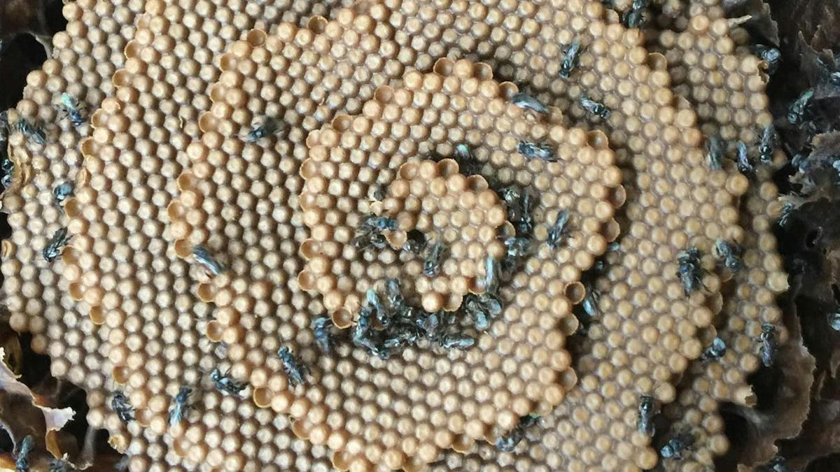 Australian Native Beehive