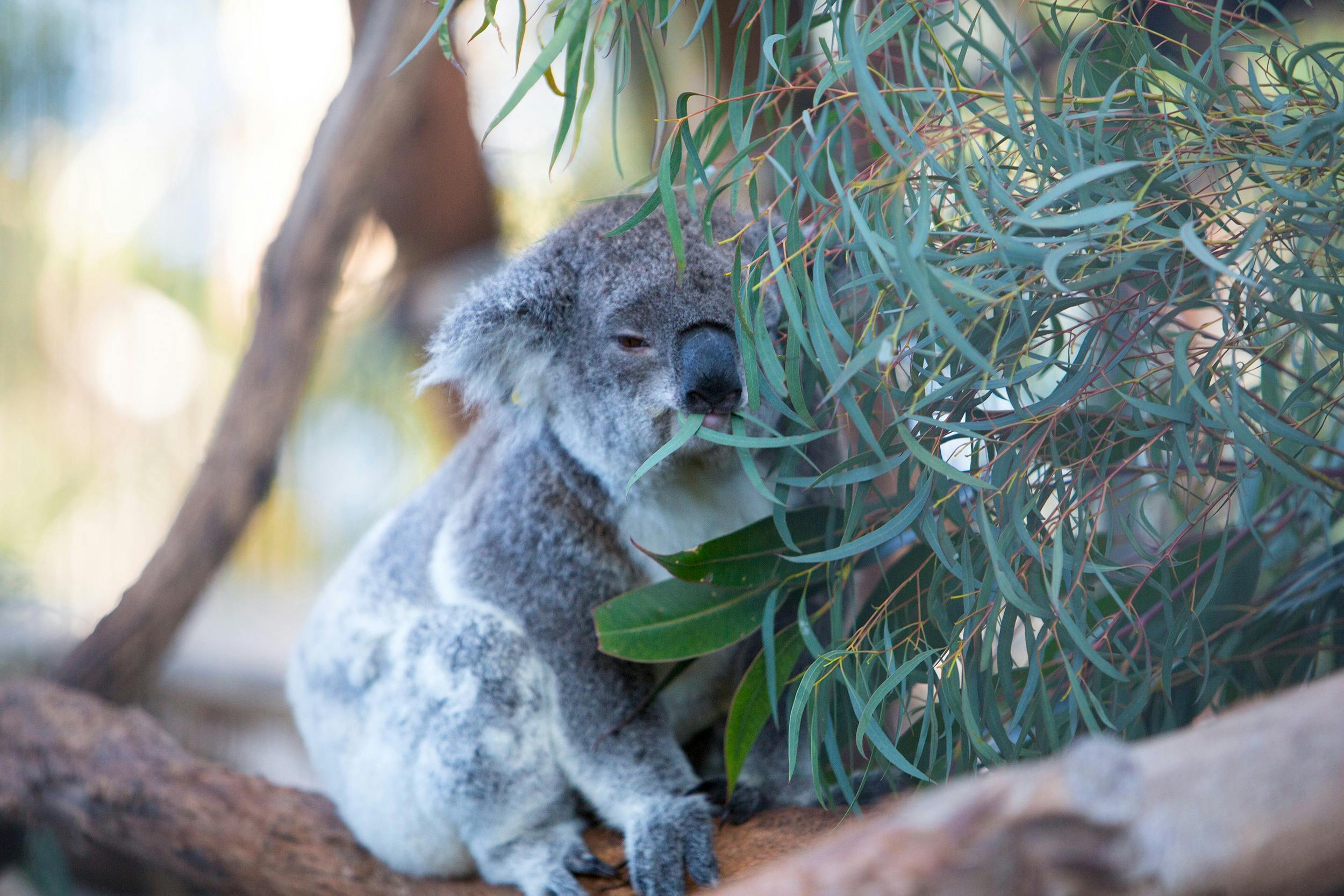 koala