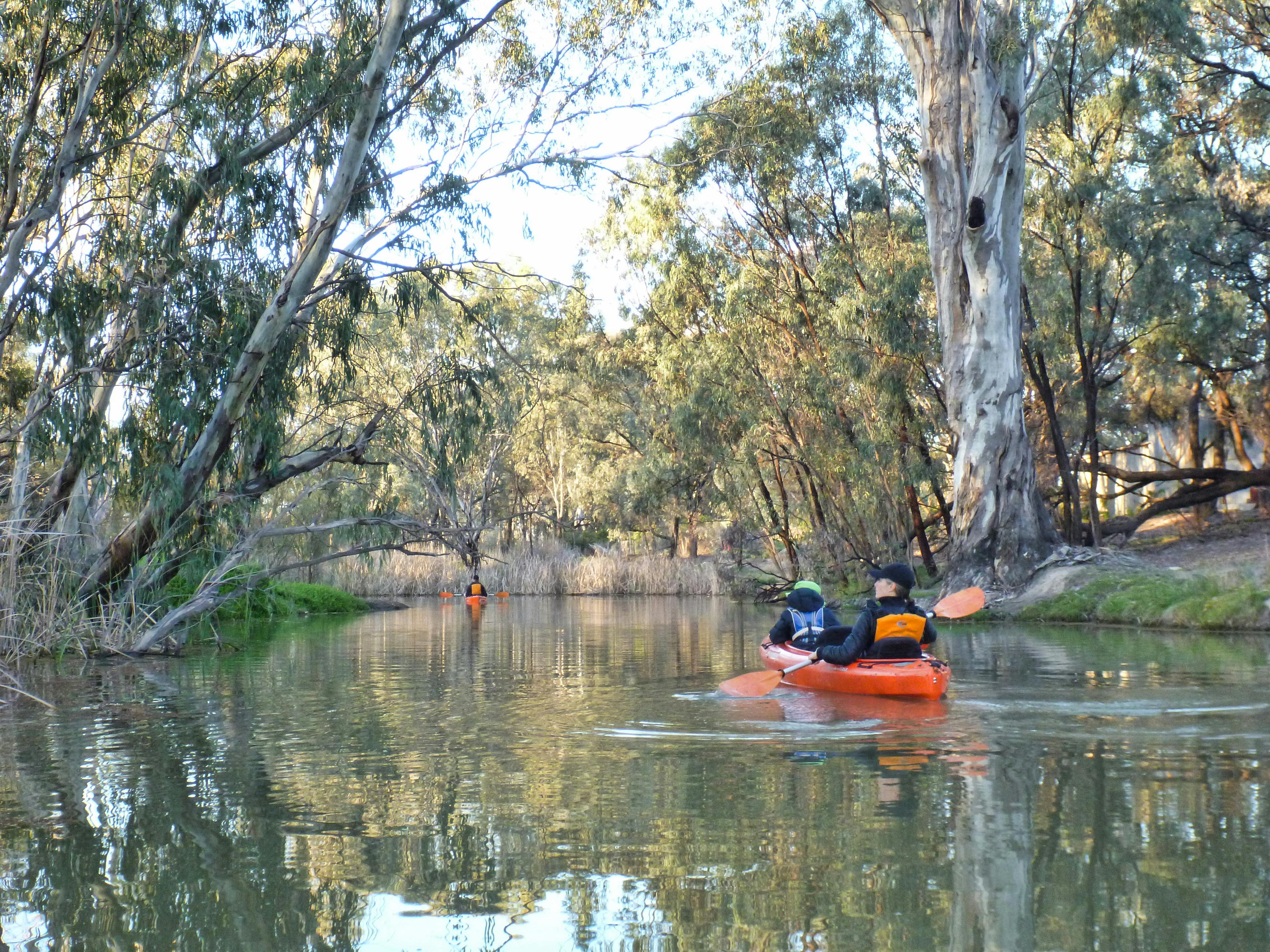 Kayakers paddle past massive redgums on tree-lined creekbanks, in silence and solitude.