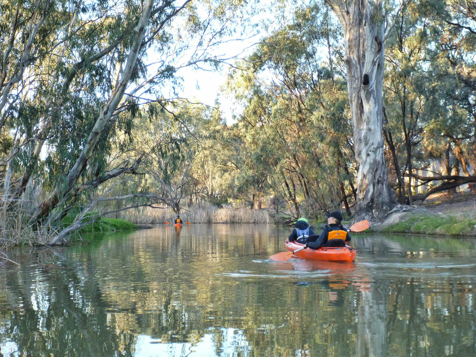 Kayakers paddle past massive redgums on tree-lined creekbanks, in silence and solitude.