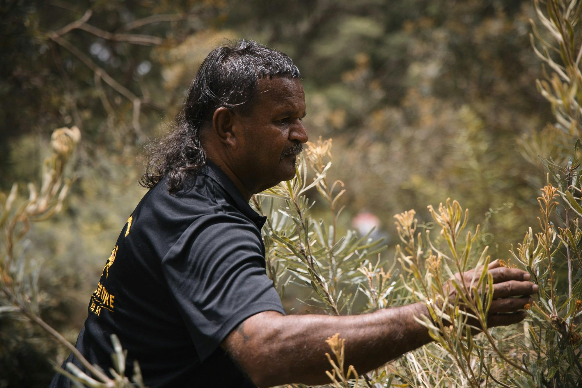 Steven Jacobs shows guests bush medicines and bush foods in Kings Park