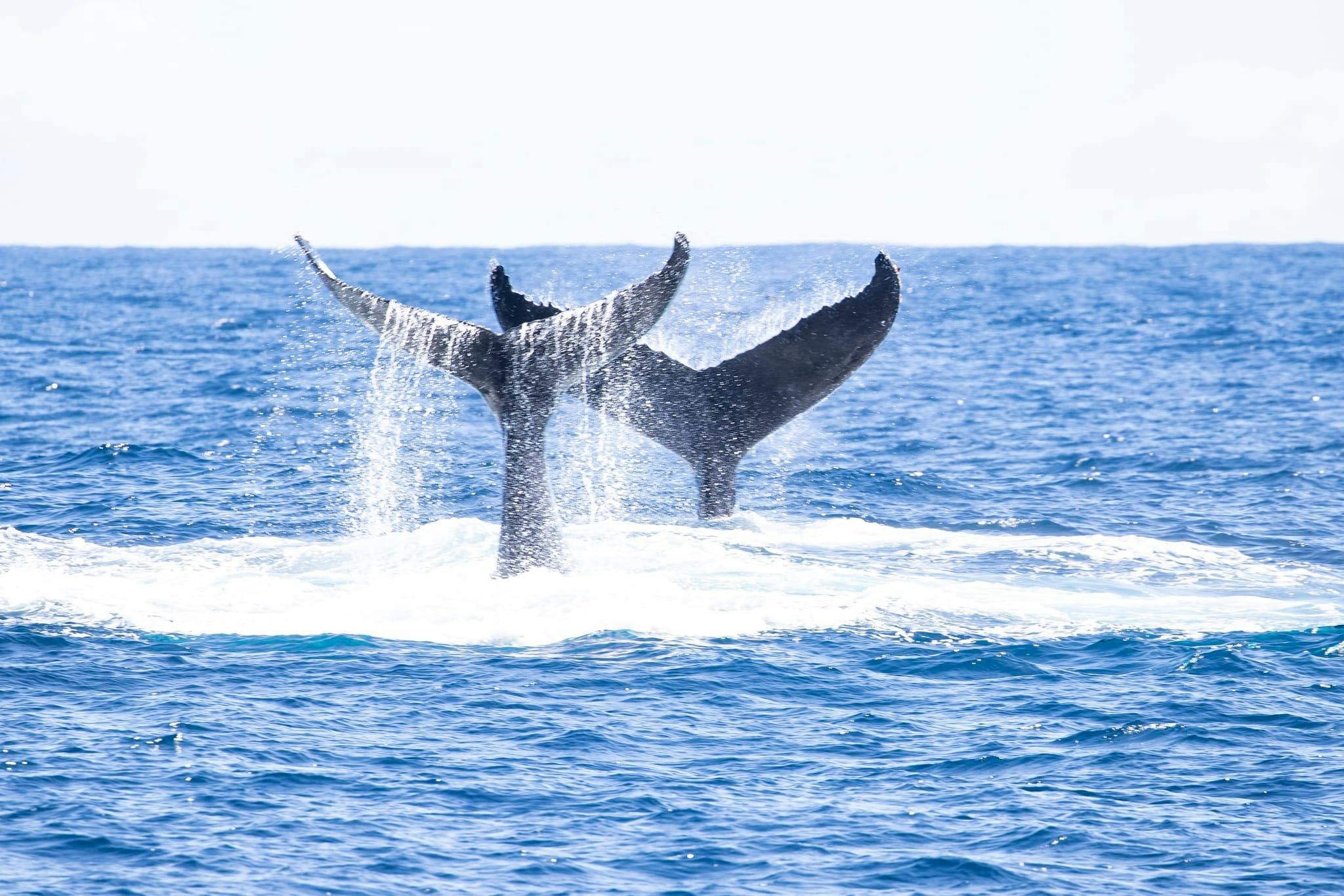 Whale Tails