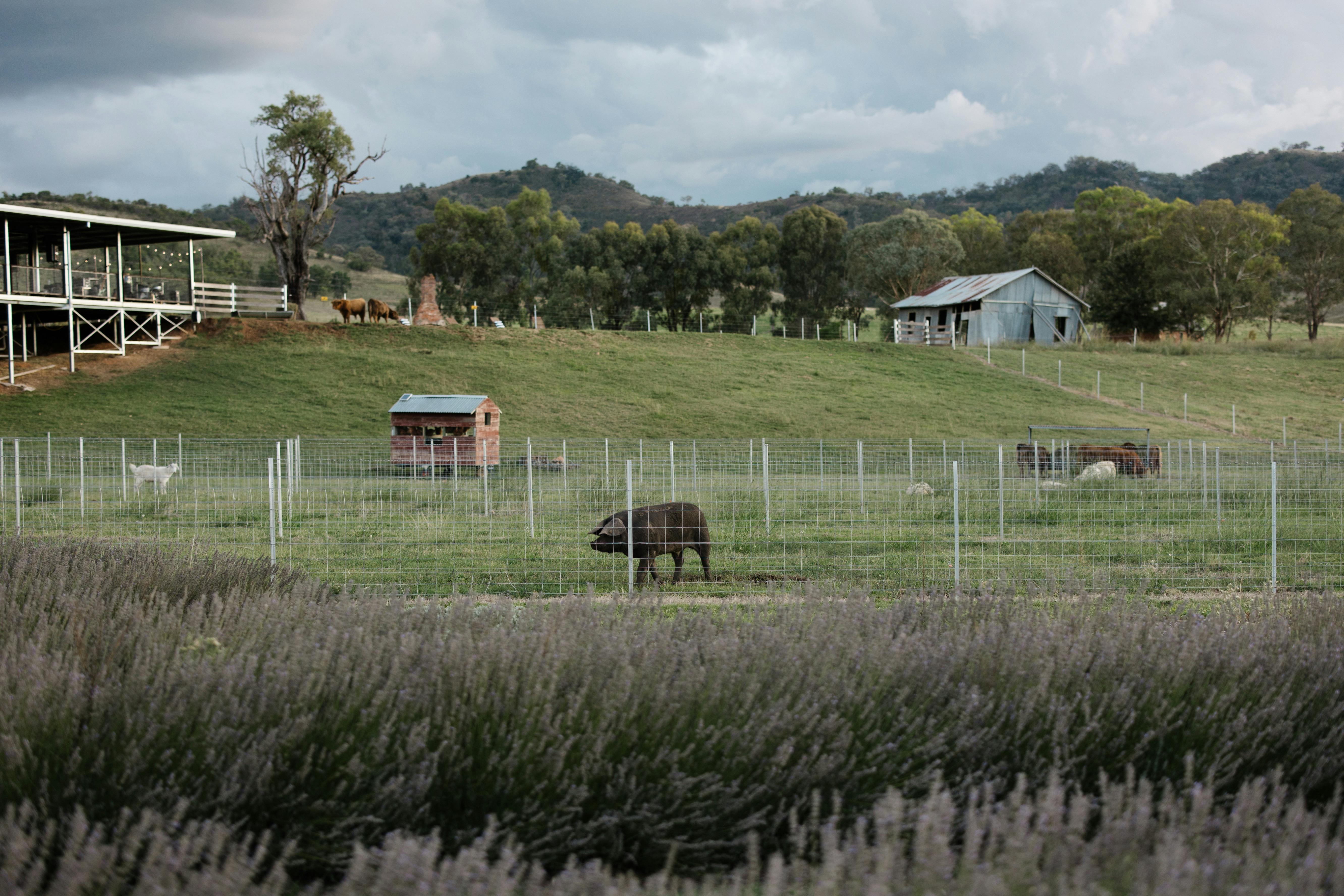 Farm Animals