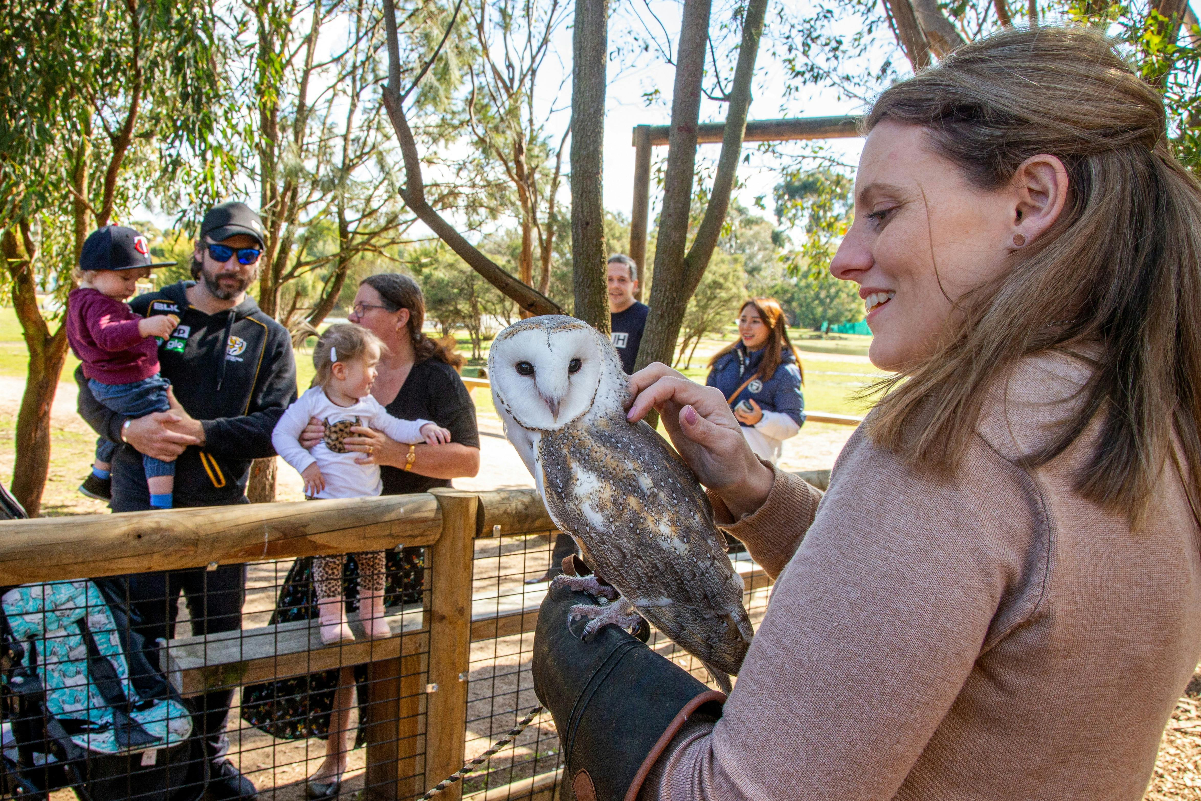 Owl