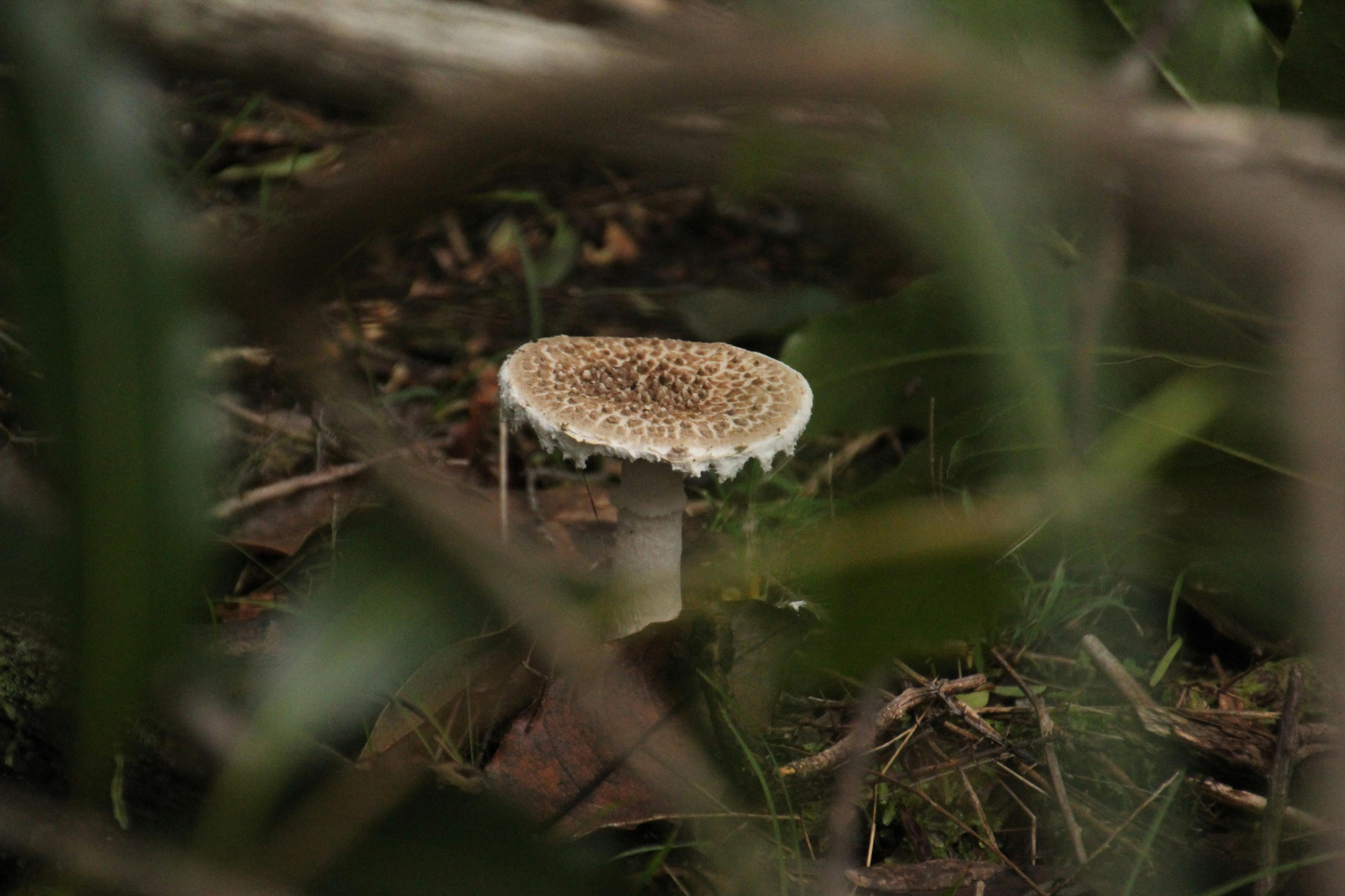 Mornington Peninsula