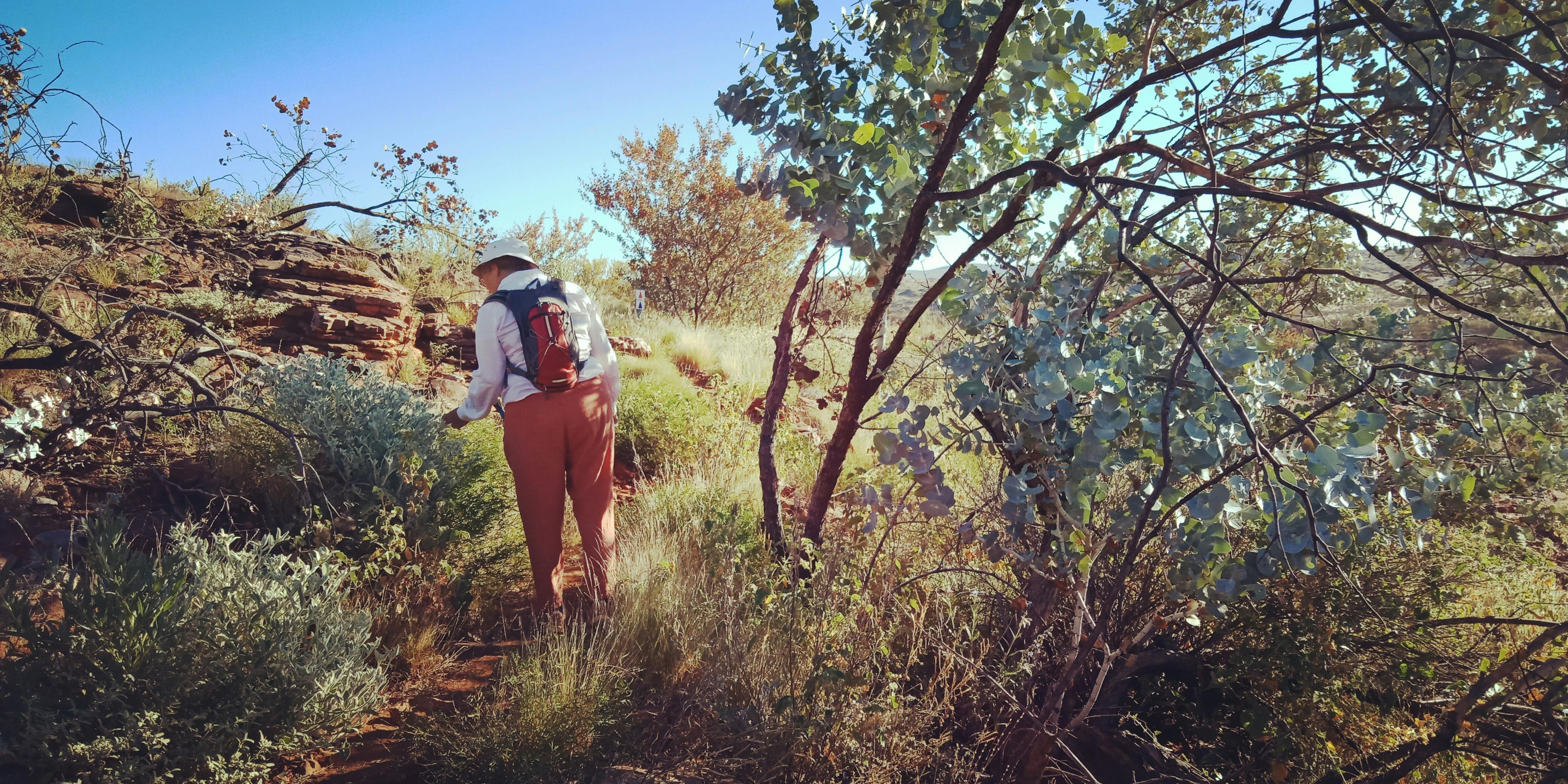 Bush Medicine Plants