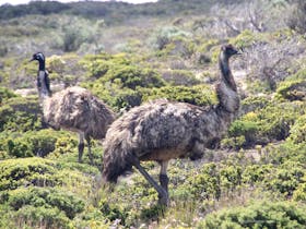 Wild emus