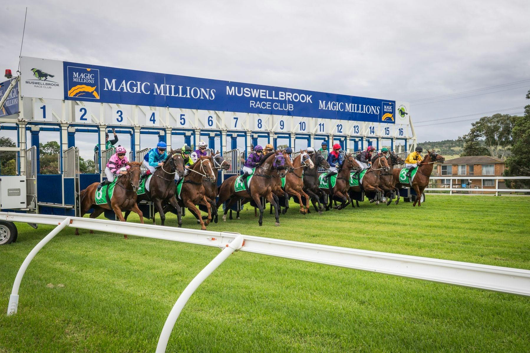 Horses jumping from barrier starting stalls