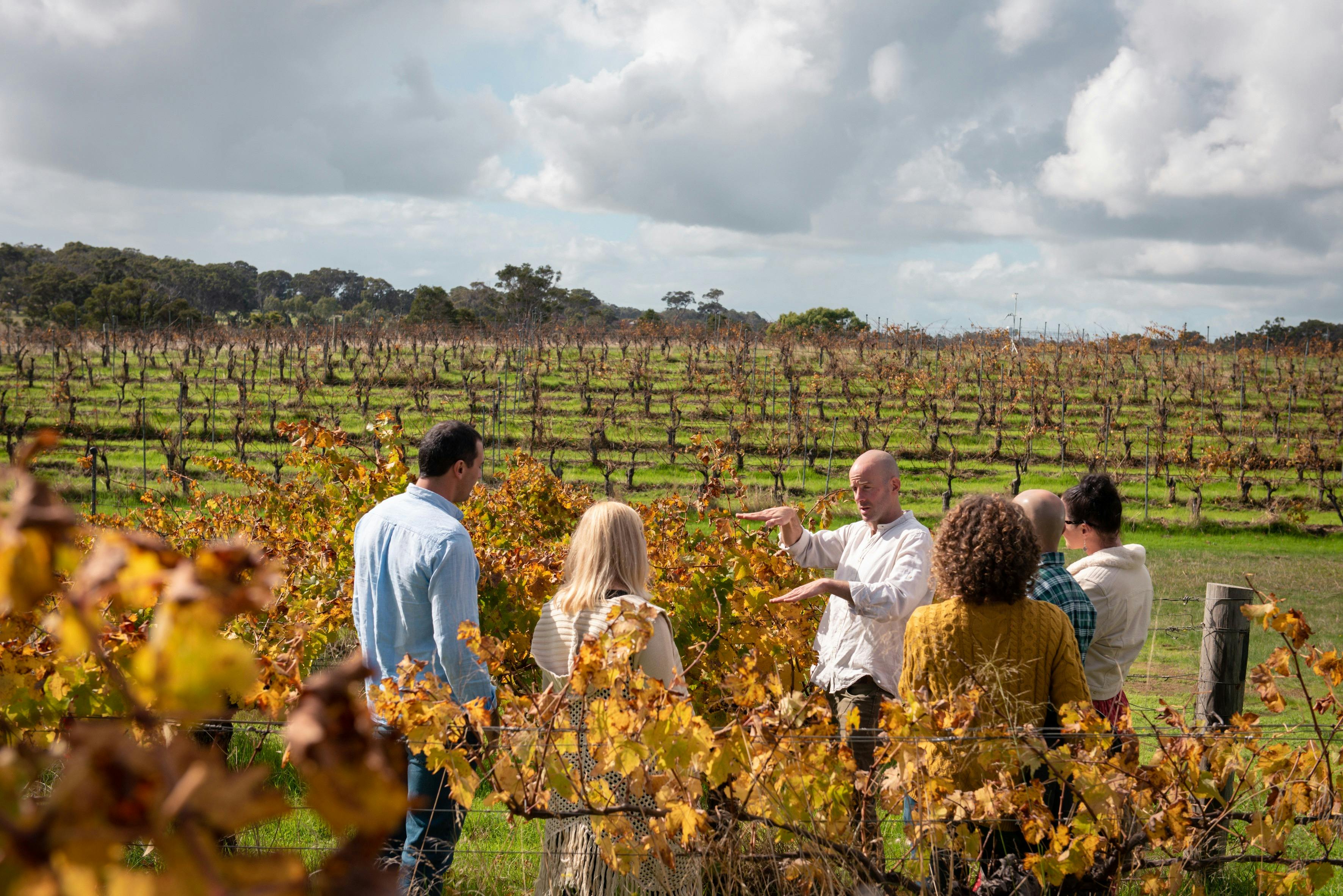 Dive deep in the vineyard