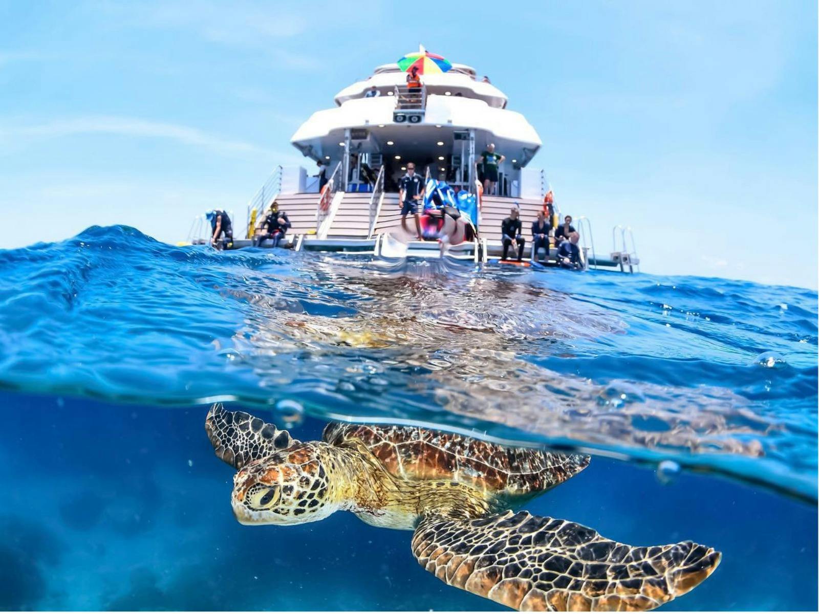 Spot Great Barrier Reef marine life