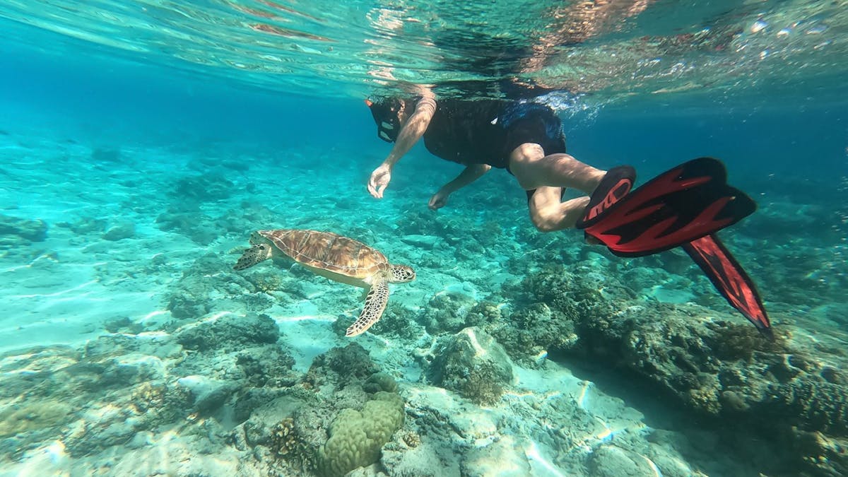 image of snorkeller in close proximity to turtle