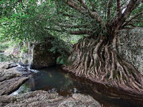 Rocky stream with a large boulder partially covered by fig roots.