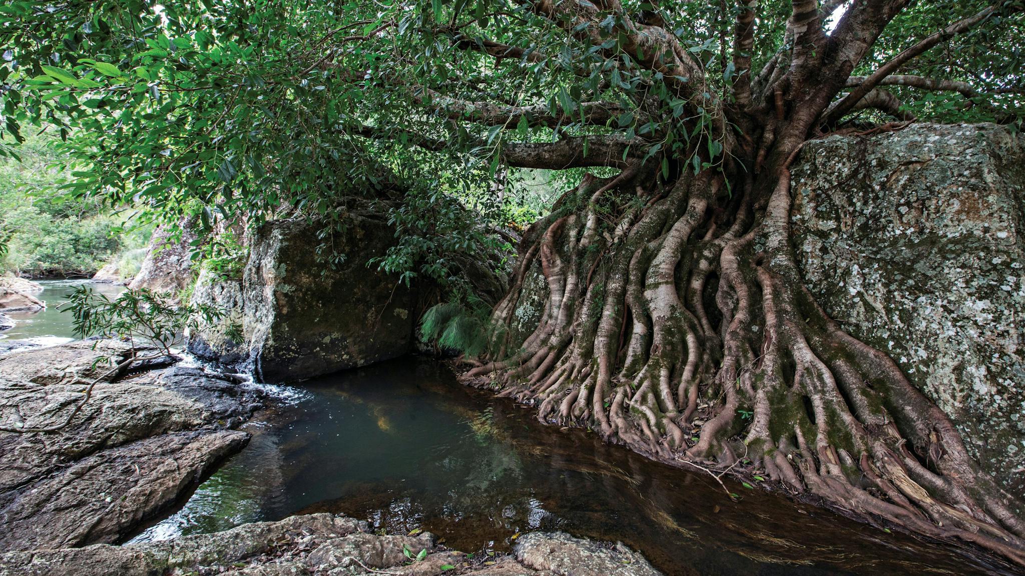 Rocky stream with a large boulder partially covered by fig roots. Rocky stream with a large boulder partially covered by fig roots.
