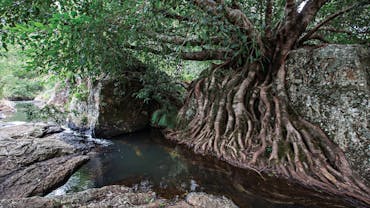 Rocky stream with a large boulder partially covered by fig roots.
