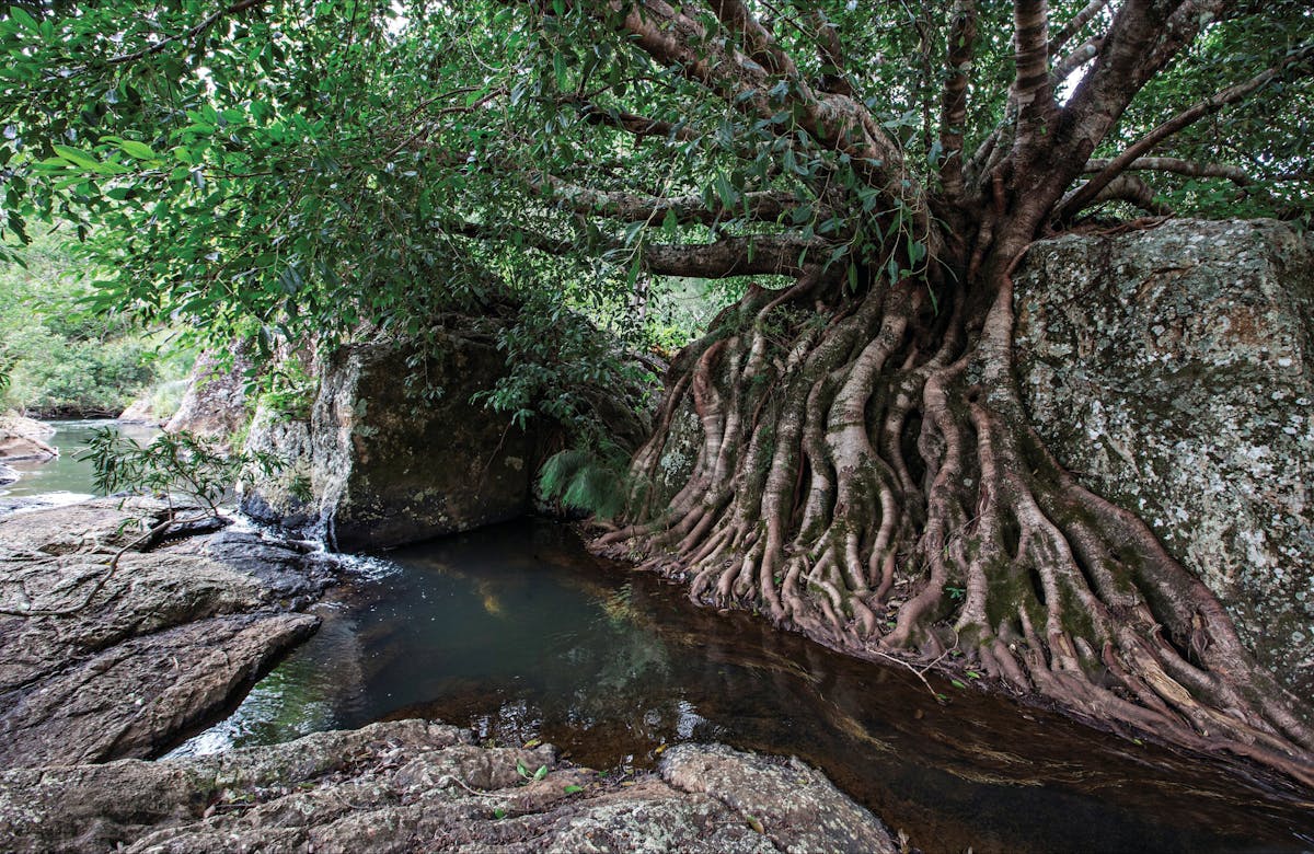 Rocky stream with a large boulder partially covered by fig roots.