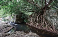 Rocky stream with a large boulder partially covered by fig roots.