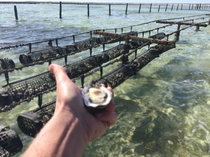 Ocean to Plate Taster