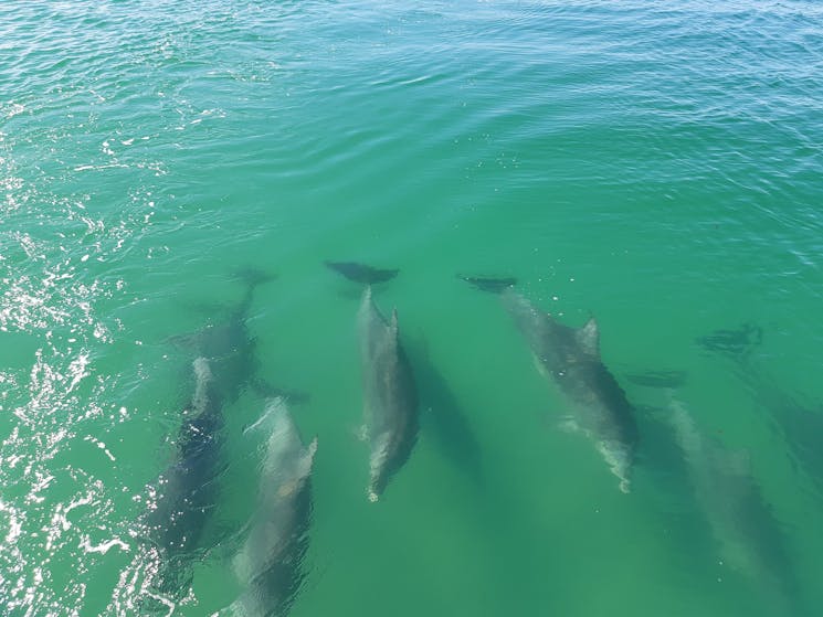Jervis Bay Dolphins