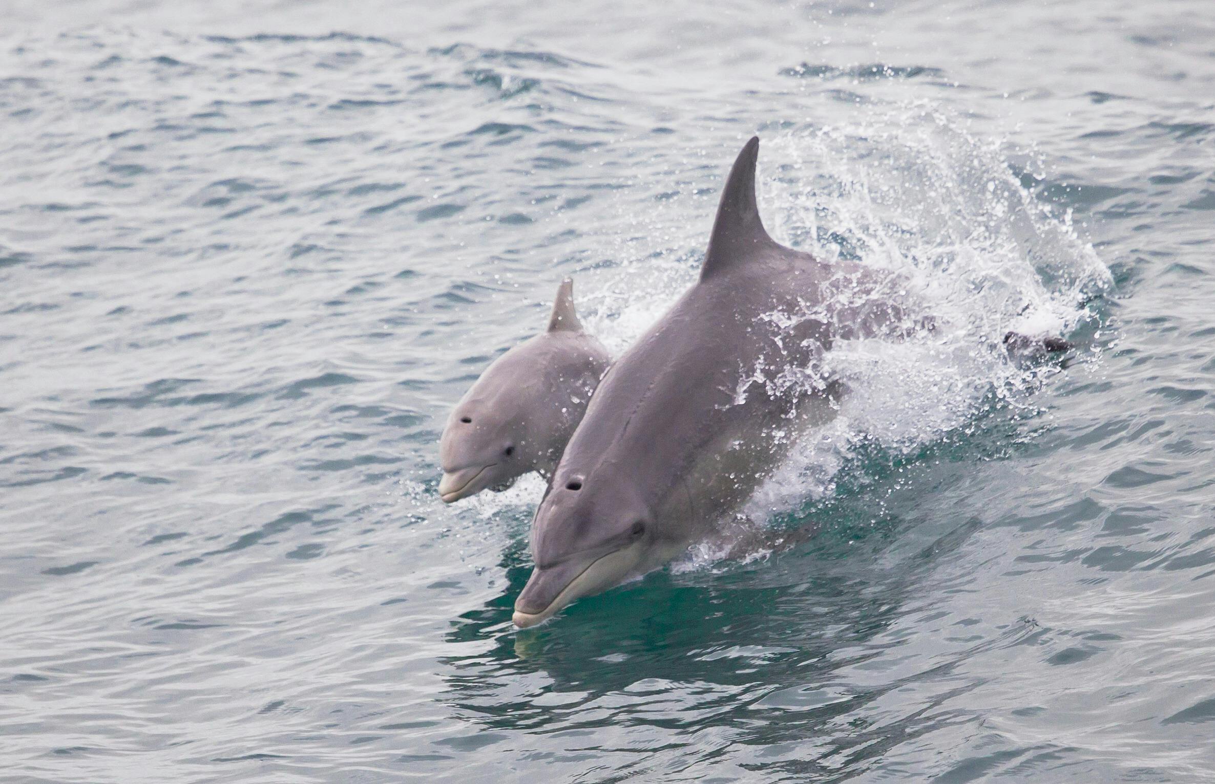 Dolphin mother and calf