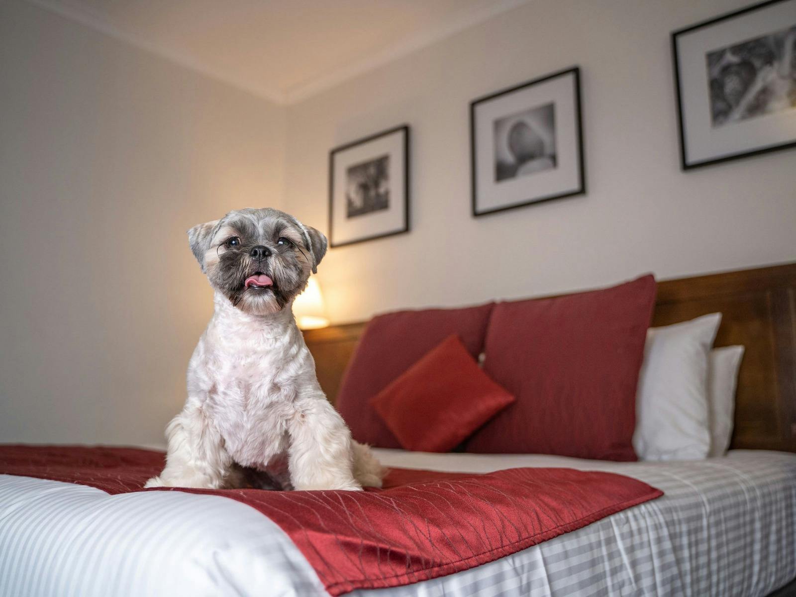 Puppy enjoys pet friendly room at Mercure Canberra