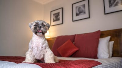 Puppy enjoys pet friendly room at Mercure Canberra