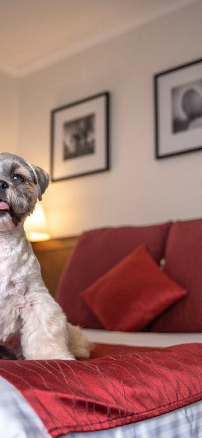 Puppy enjoys pet friendly room at Mercure Canberra