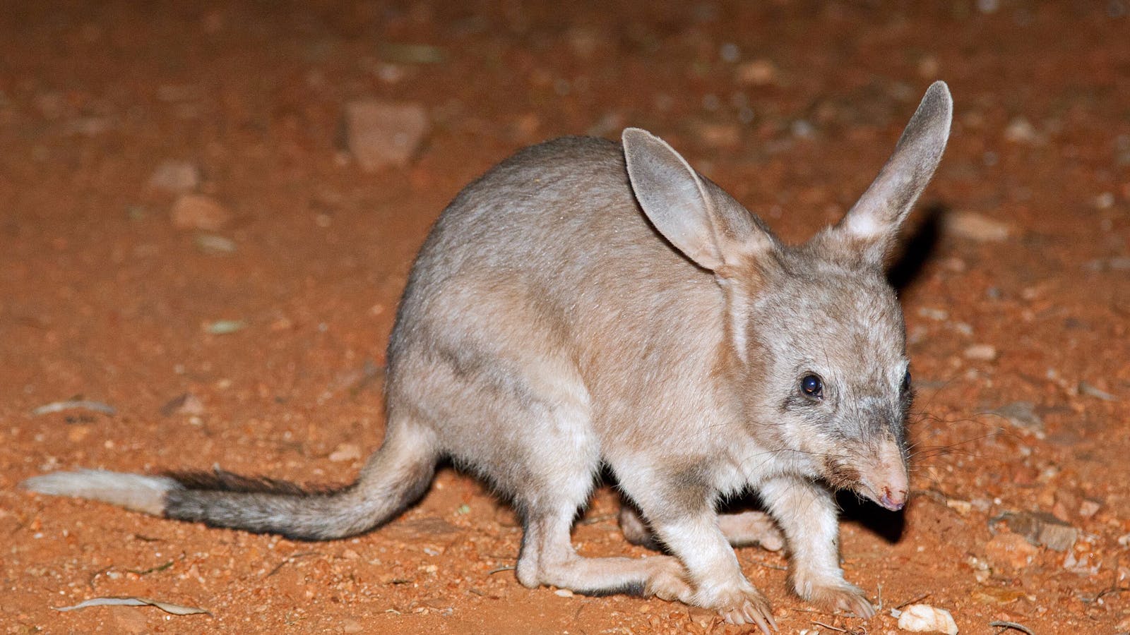 Alice Springs Desert Park – Nocturnal Tour