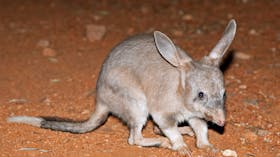Bilby
