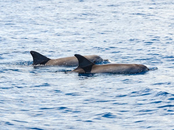 Dolphins in Pumicestone Passage