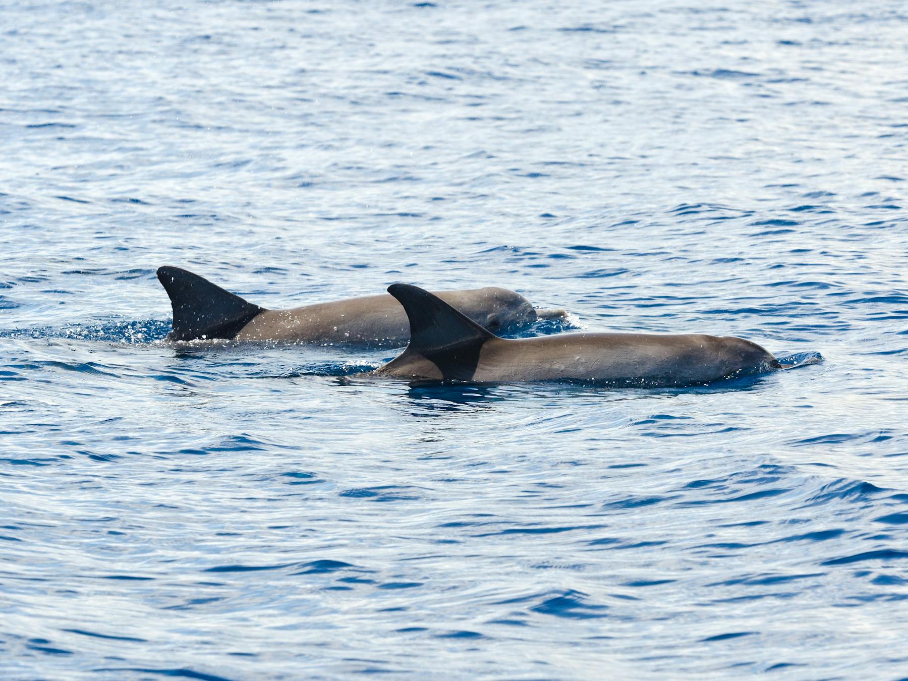 Dolphins in Pumicestone Passage