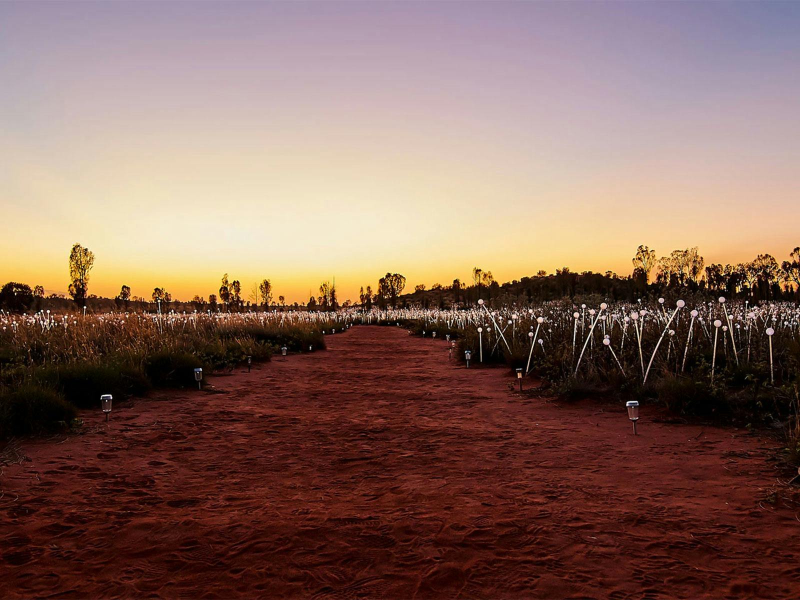 Field of Light at Sunrise