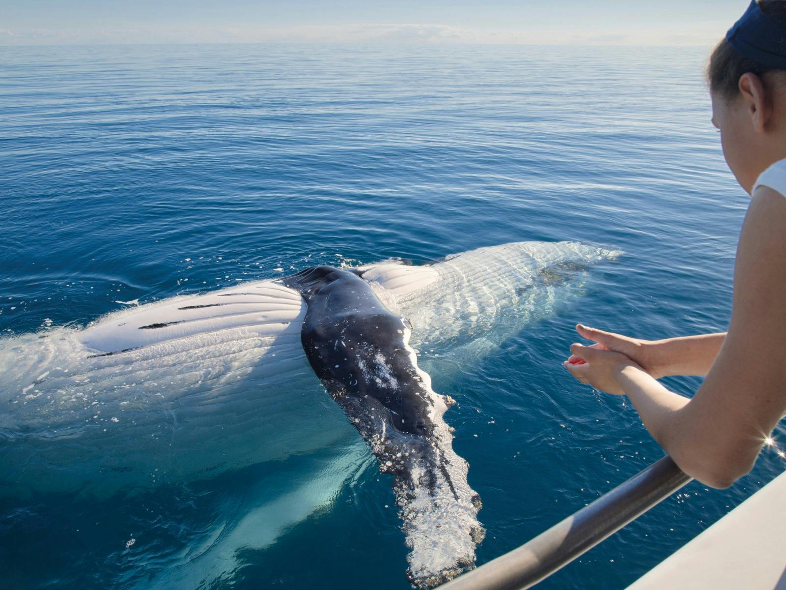 Whales