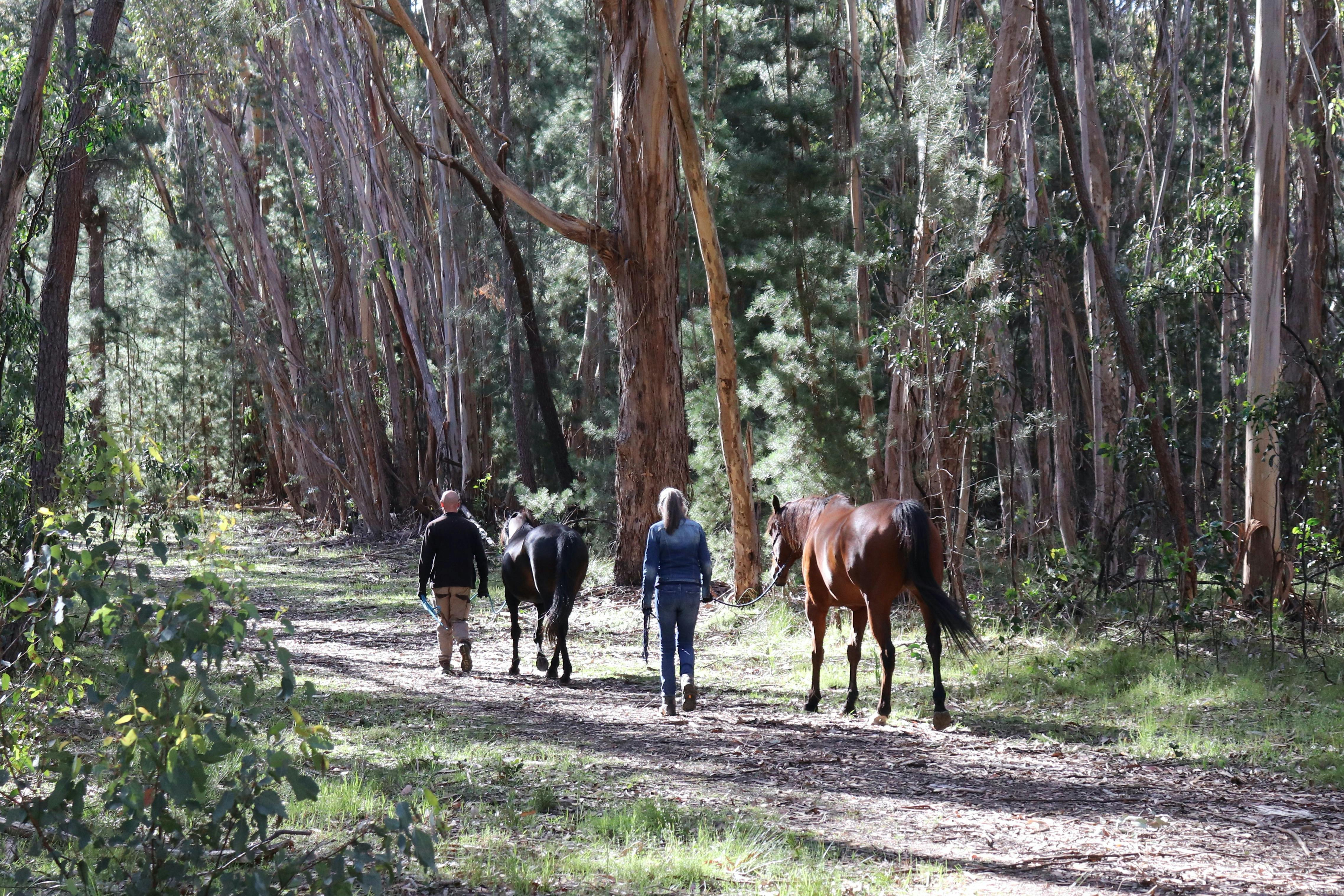 Walking with Horses in Kuitpo Forest
