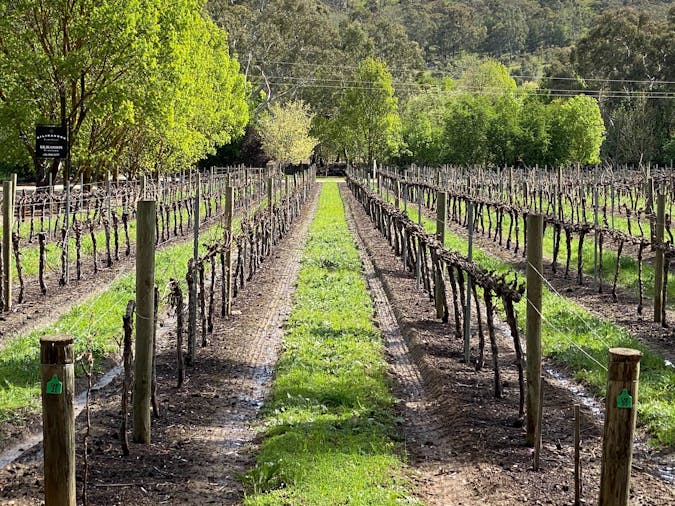 Private Clare Valley Cellar Door Transfer