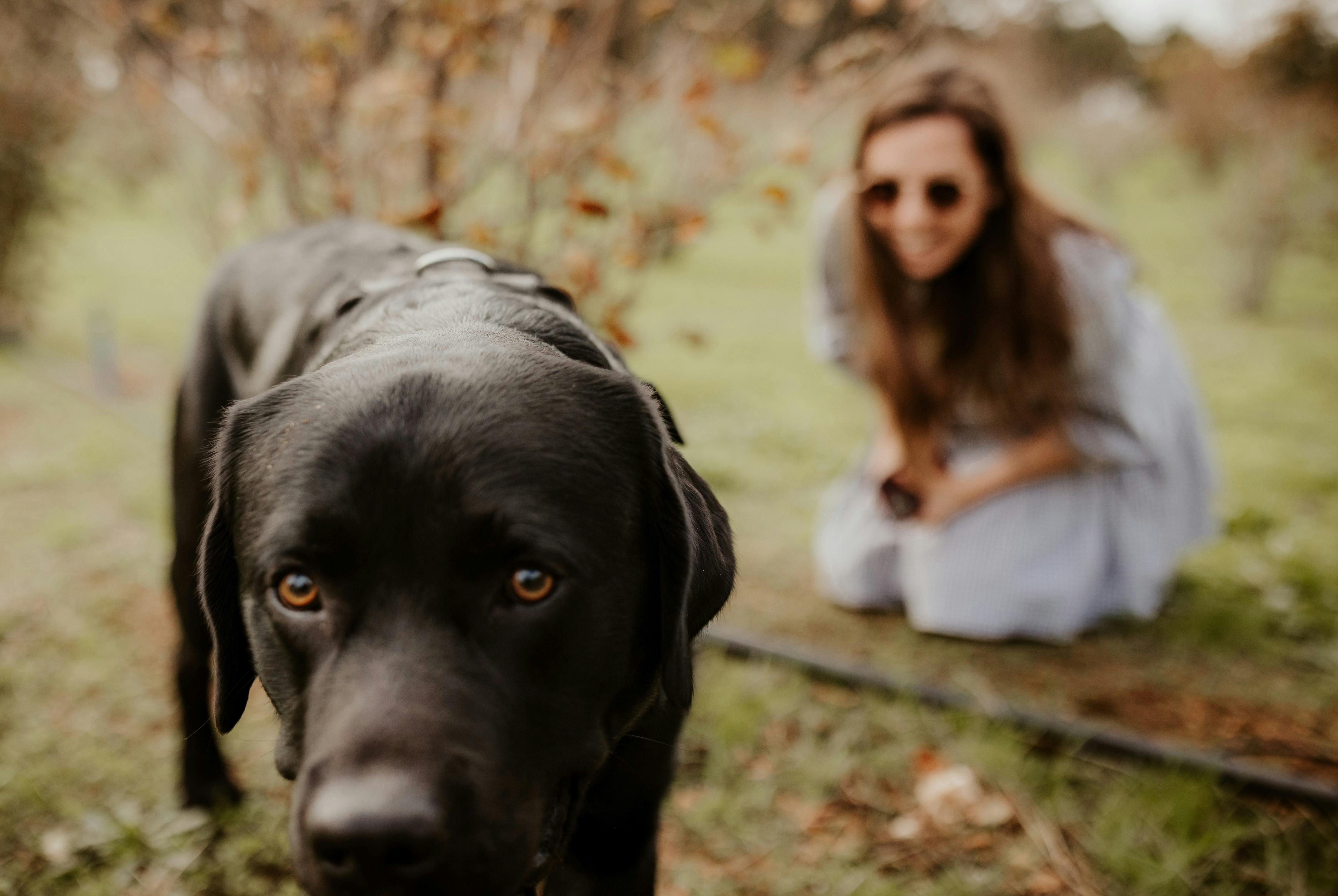 Margaret River Truffle Hunt Experience Dog