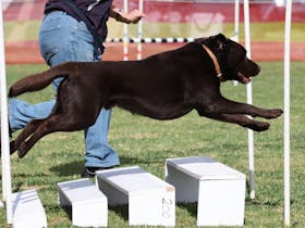 Dog Agility Trial
