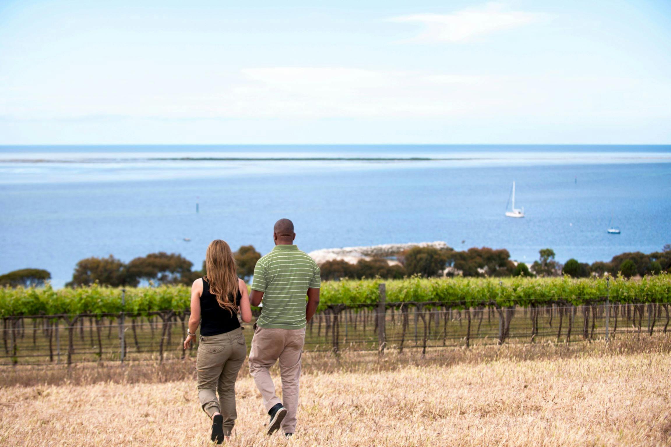 View over vines out to Bay of Shoals