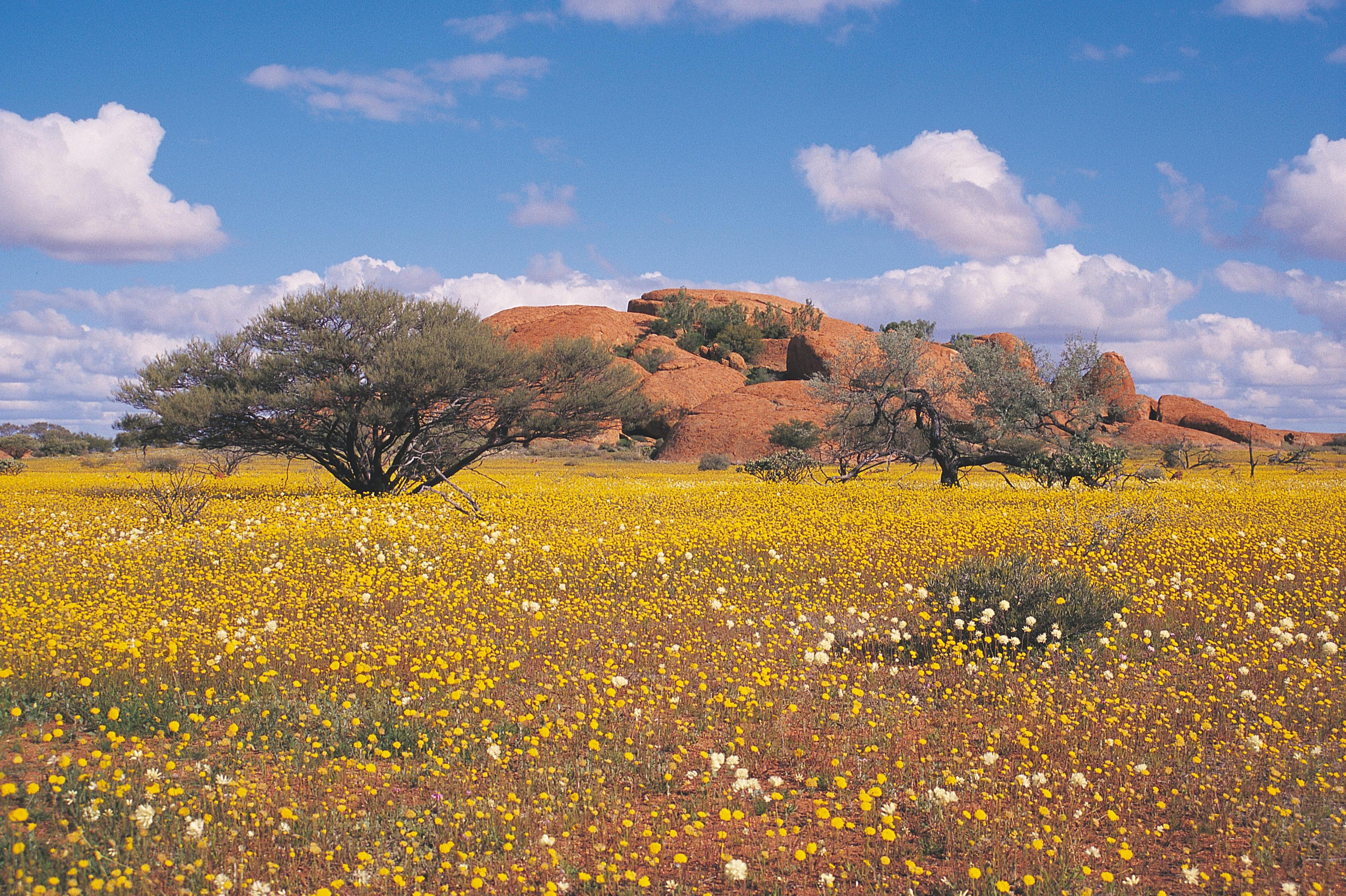 Northern Explorer Wildflower Trail, Western Australia