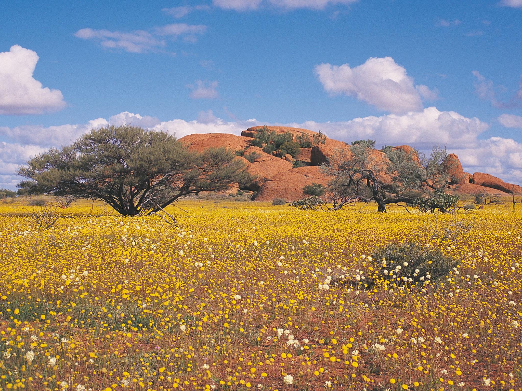 Northern Explorer Wildflower Trail, Western Australia