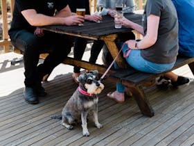 Dogs welcome at Granite Belt Brewery