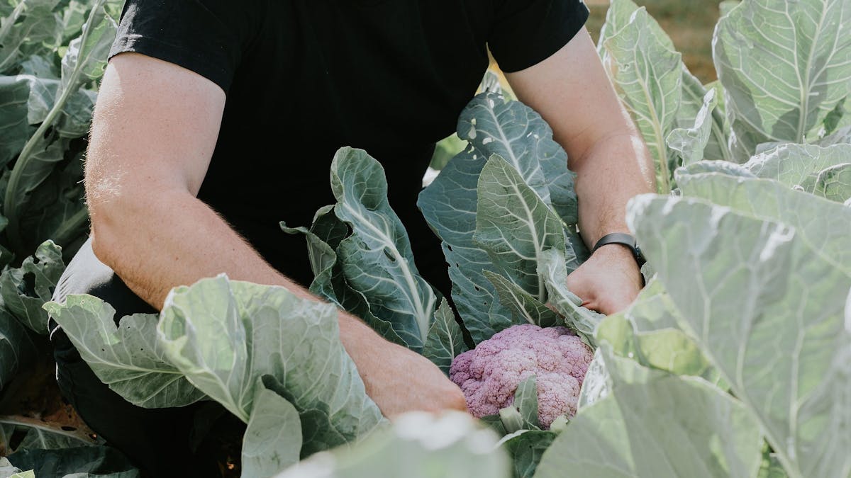 Chef picking purple cauliflower from the garden