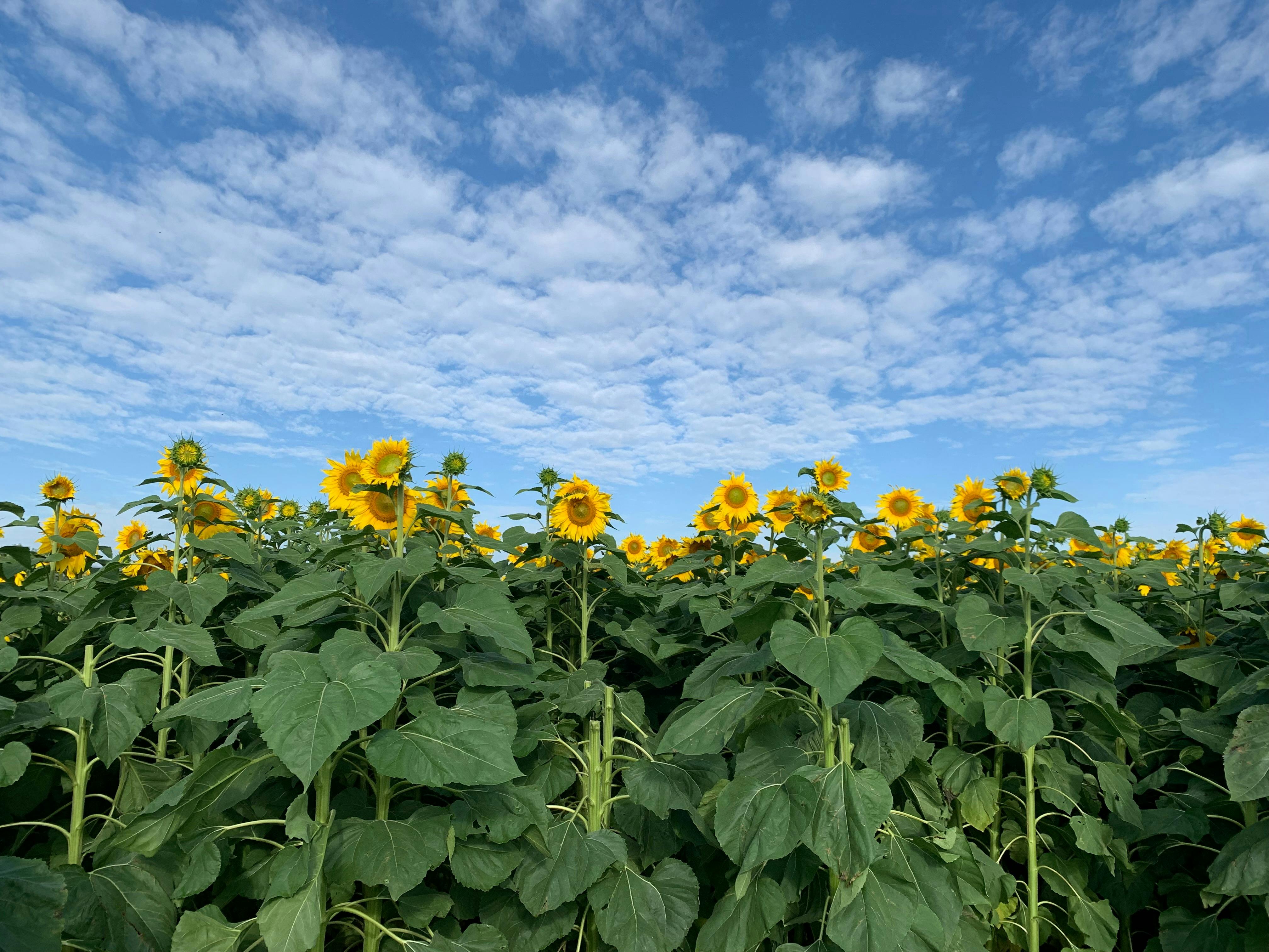 Sunflowers On Kents